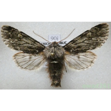 Brachionycha nubeculosa (Esper, 1785) Czech90i